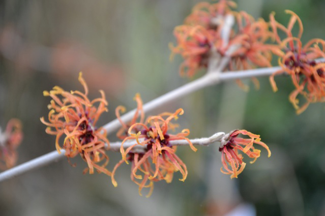 hamamelis