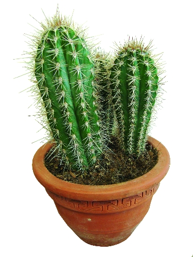 cactus-coupe-3