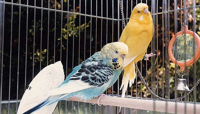 budgie-two_