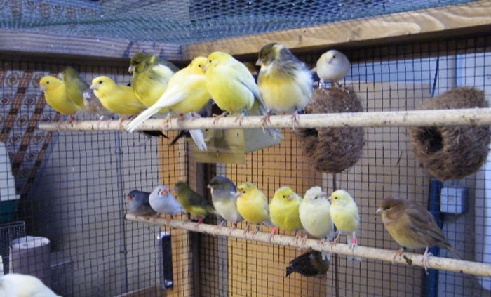 canari-photo-4