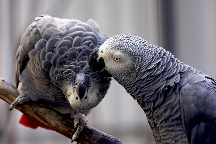 couple-perroquet