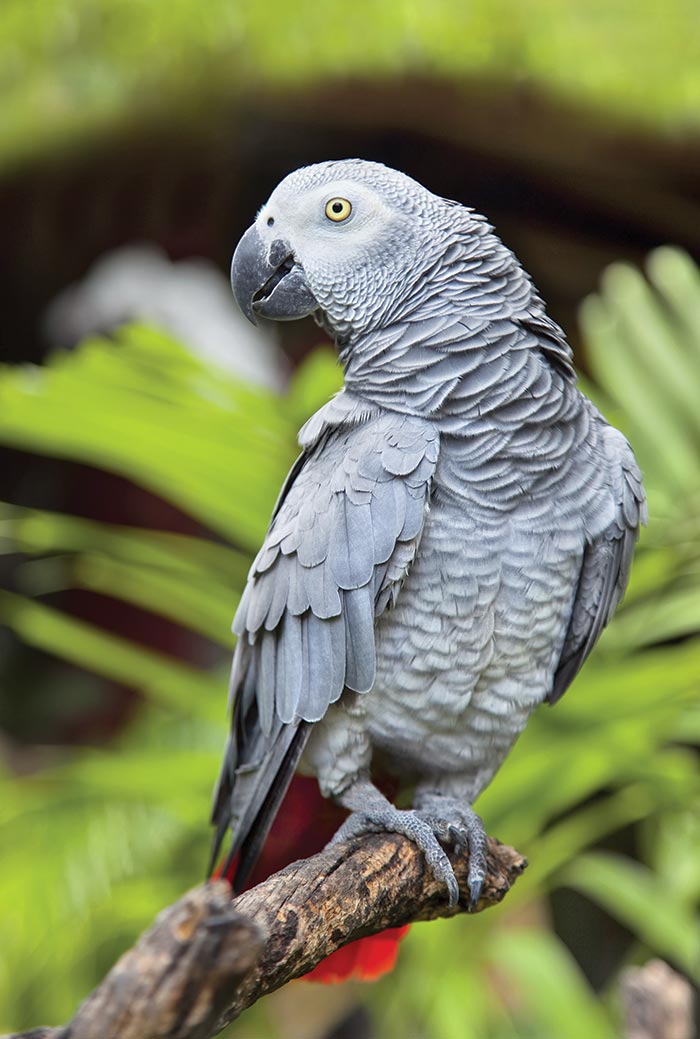 African Grey Parrot in nature surrounding