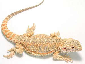 img1 img1