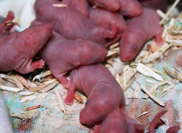 LE RAT DOMESTIQUE