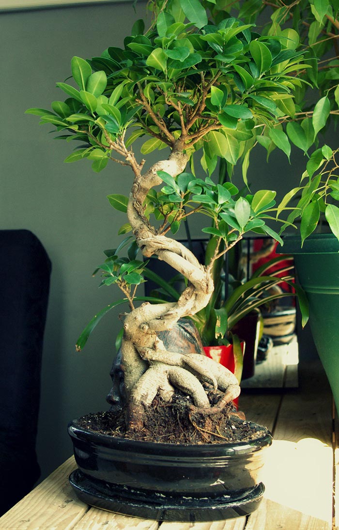 Quel pot à bonsai pour un pin ?