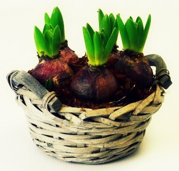 Planter des bulbes de printemps en pot