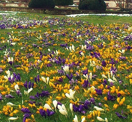 Mettre en scène des bulbes de printemps