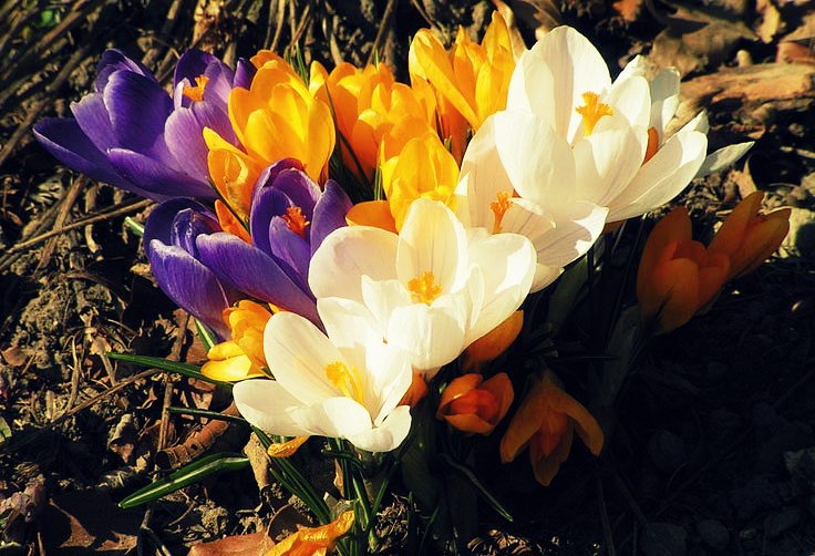 Les crocus