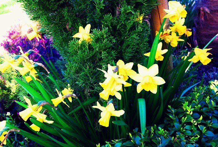 Les narcisses et jonquilles