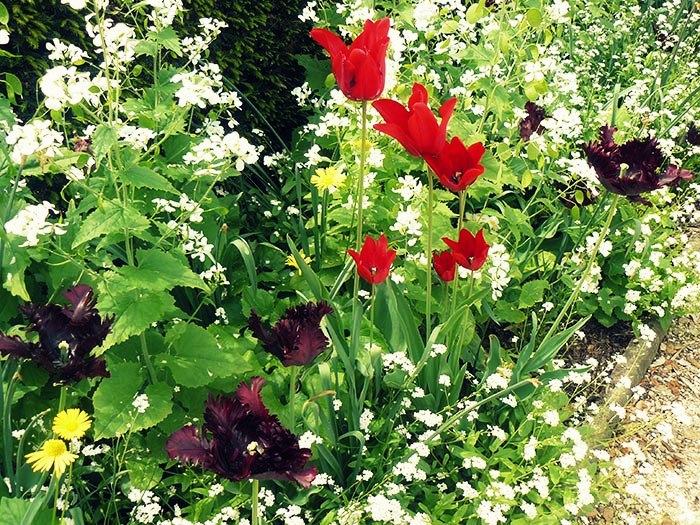 Les tulipes