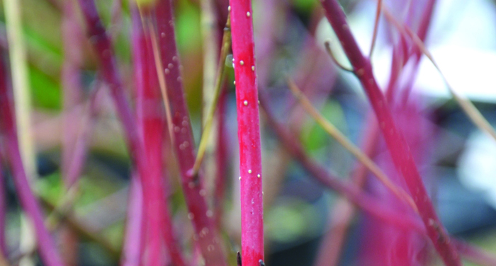 ecorces_cornus-alba-sibirica-variegata