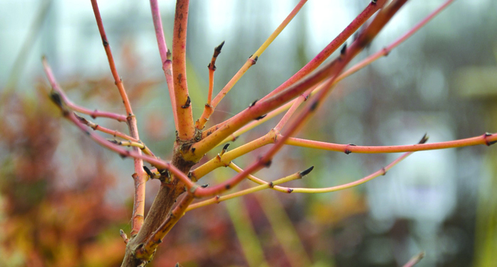 ecorces_cornus-sanguinea-winter-flame