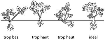 Schéma d'implantation des fraisiers