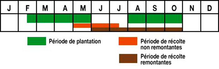 Tableau de récolte des fraisiers