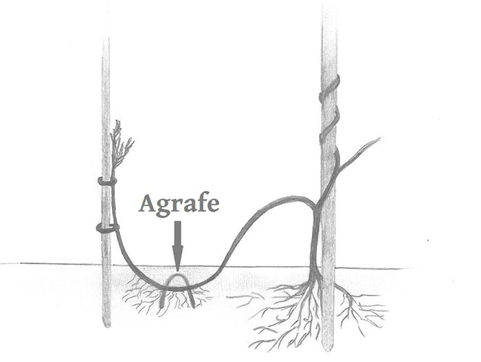 glycines_5