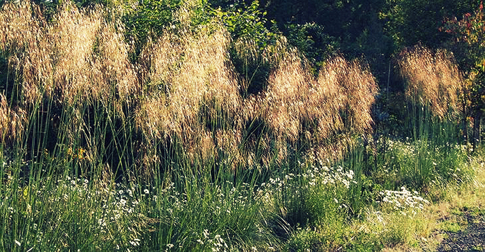 photo-12-stipa-gigantea