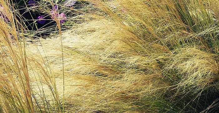 photo-13-stipa-tenuifolia