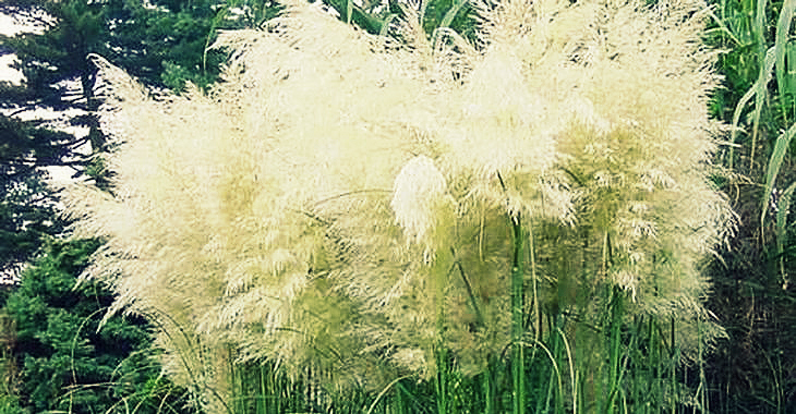 photo-21-cortaderia-selloana