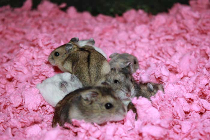 hamster-russe