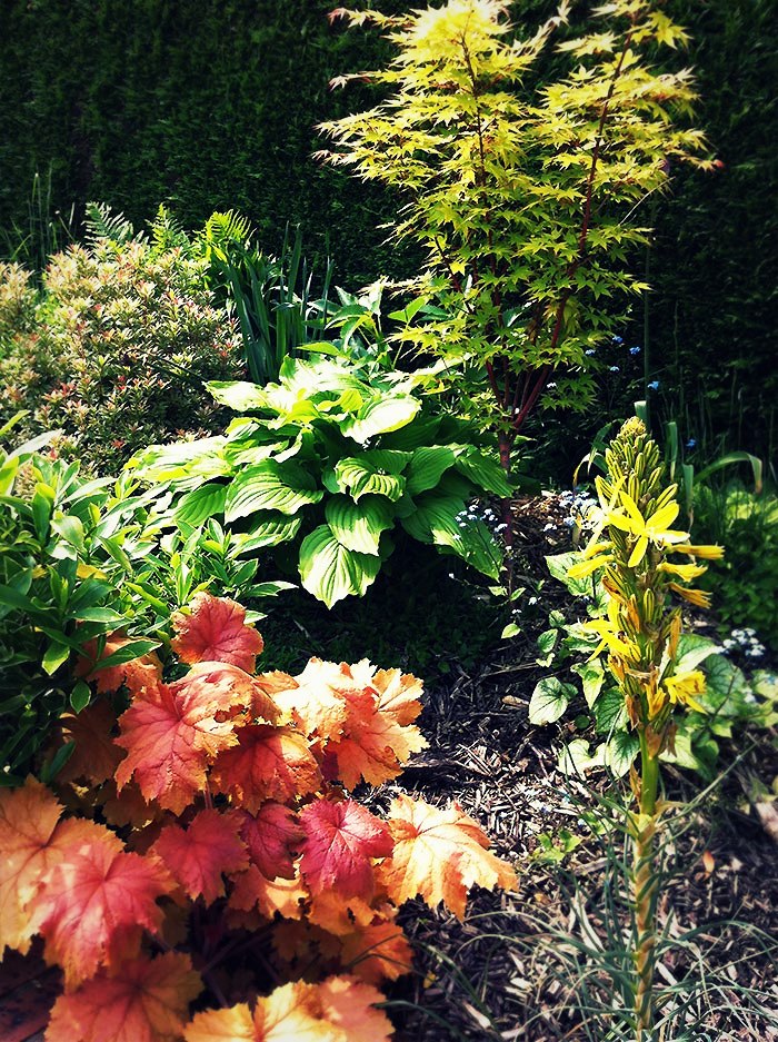 Les hostas La plantation en pleine terre des hostas