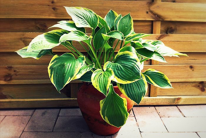 La plantation en pot des hostas