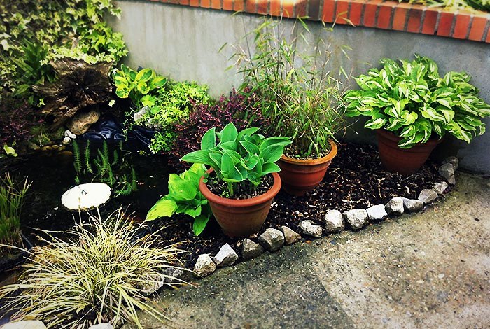 Les hostas en pot (2)