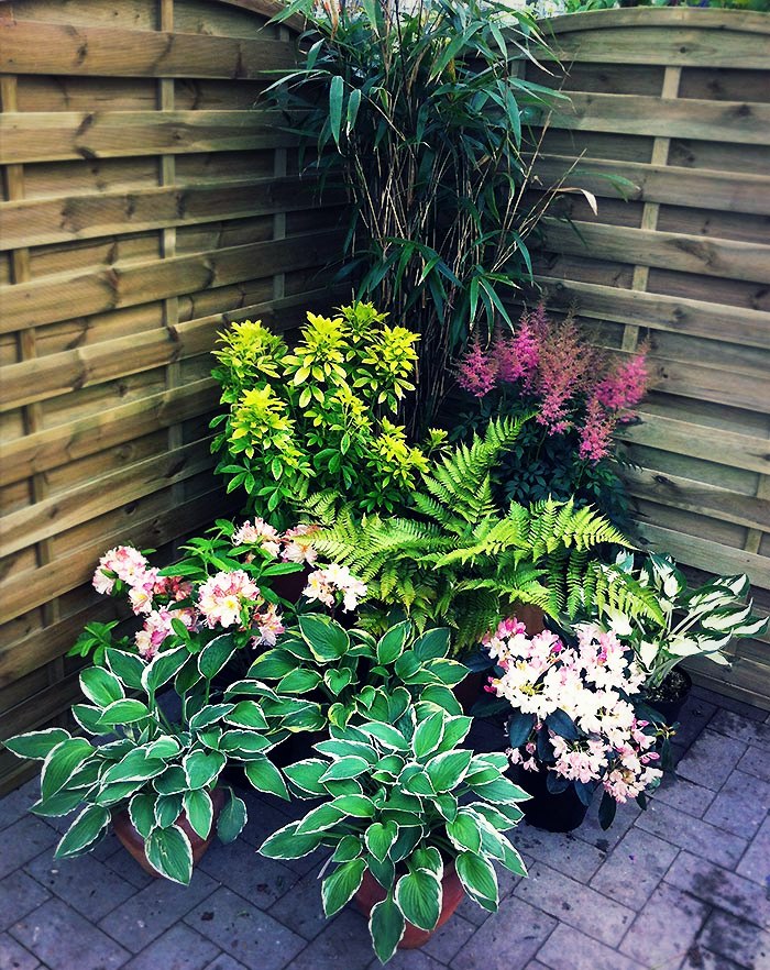 Les hostas Les hostas en pot (1)