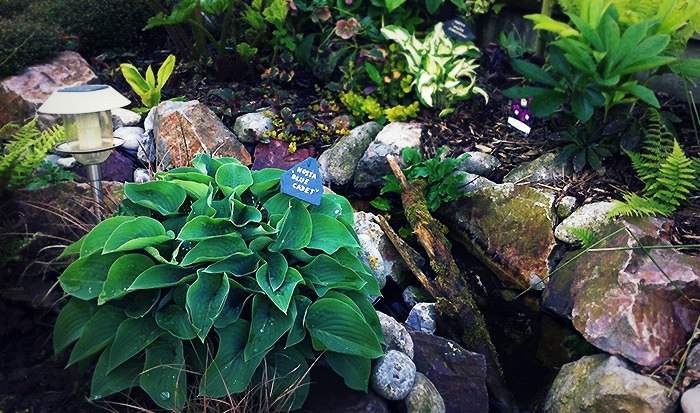 Les hostas en massif