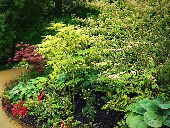 Les massifs d'hostas