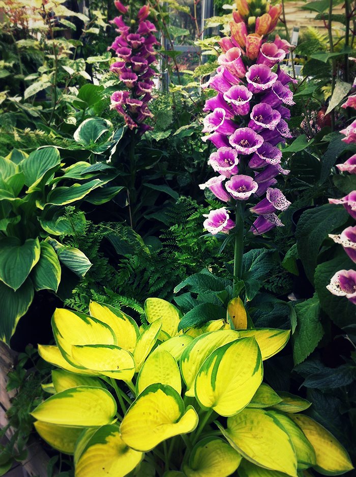 Les hostas Les caractéristiques des hostas