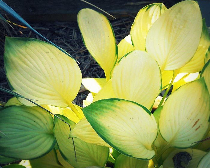 Les hostas Le feuillage des hostas