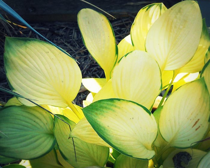 Le feuillage des hostas