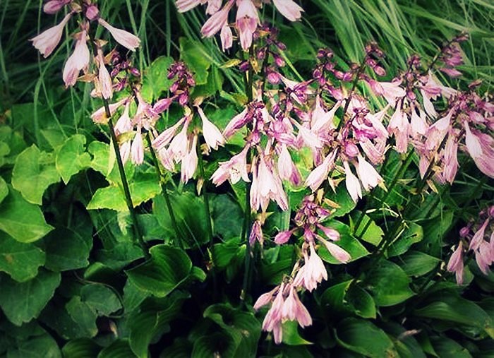 La floraison des hostas