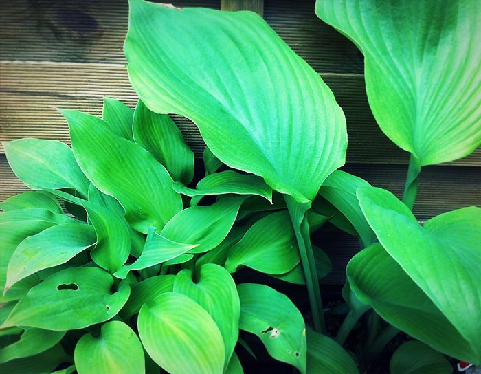 Les hostas La dimension des hostas