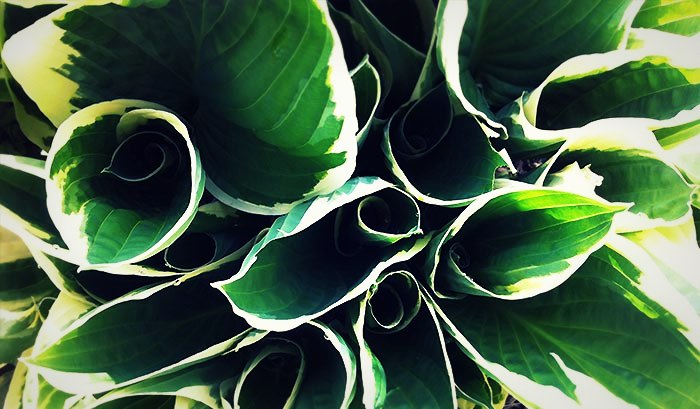 Les hostas La croissance des hostas