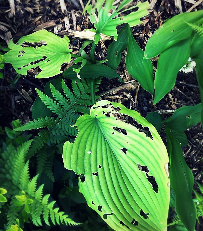 Les maladies des hostas