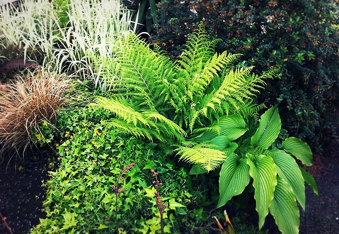 La plantation des hostas