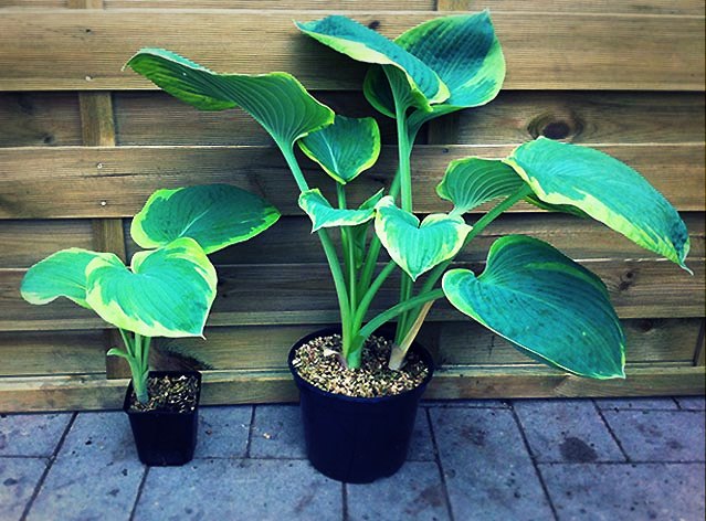 Les hostas La période de plantation des hostas