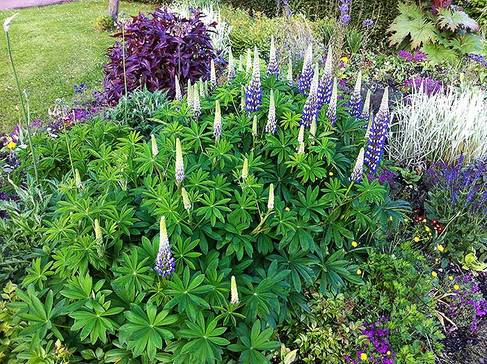 lupins_11