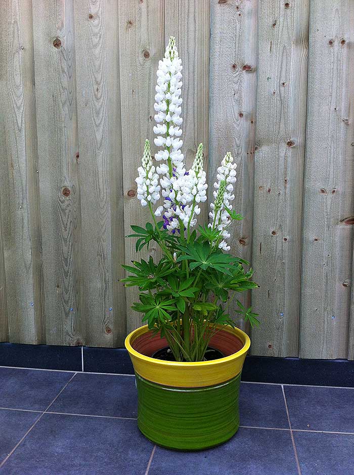 lupins_12