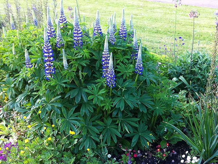 lupins_13