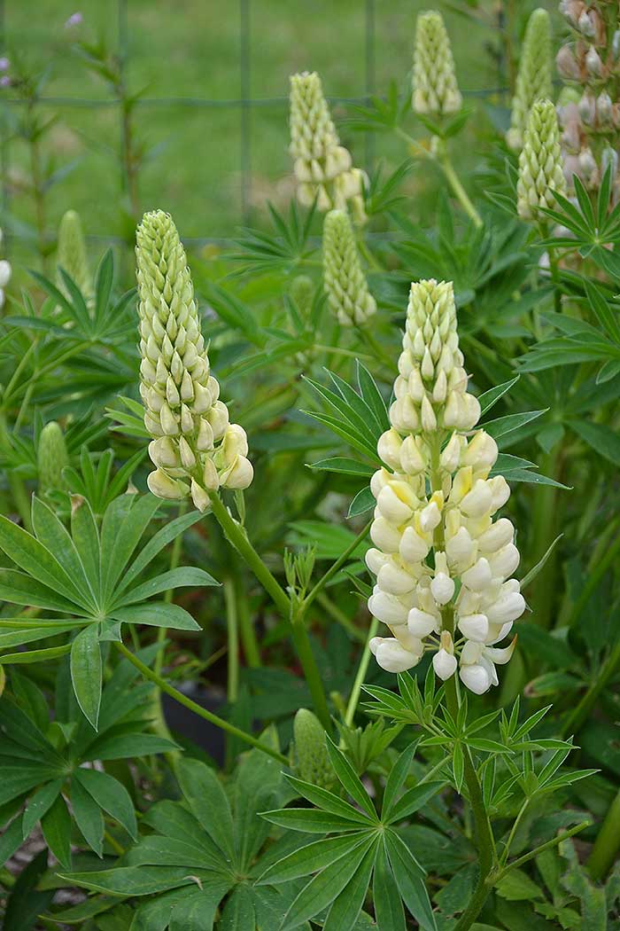 lupins_1