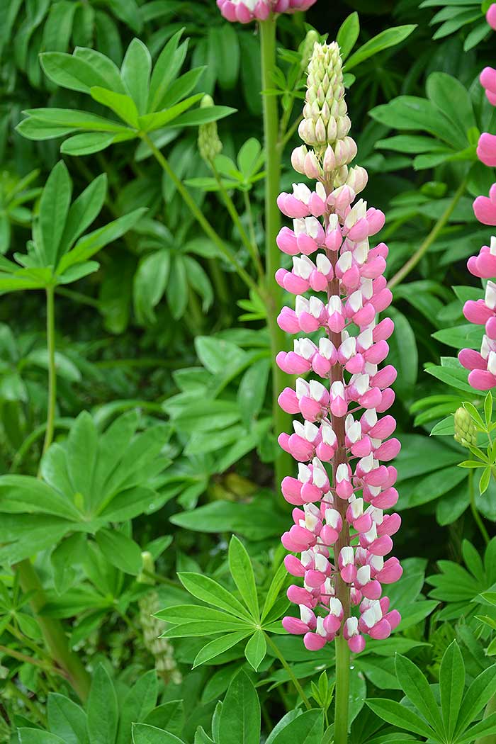 lupins_4