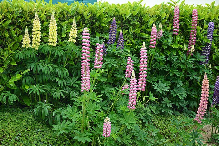 lupins_5