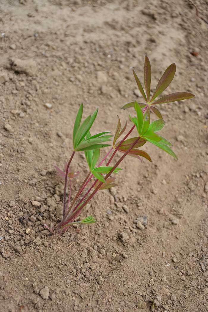 lupins_6