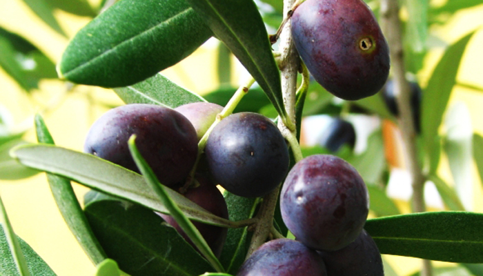 La récolte des fruits des oliviers