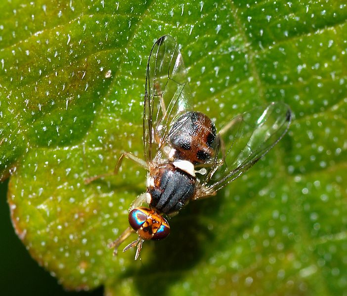 La mouche de l'olivier