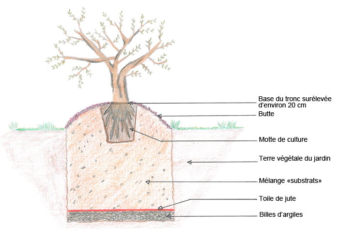 schéma représentant la plantation d'un olivier en pleine terre