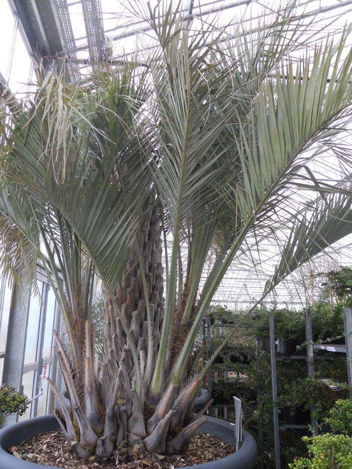 Butia capitata