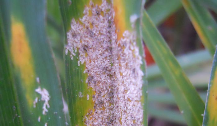 Cochenilles sur palmier